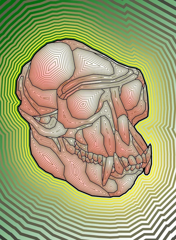 Outlined Hanuman Langur Skull